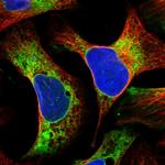 LRRC59 Polyclonal Antibody