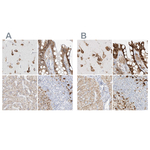 LRRC59 Antibody in Immunohistochemistry (Paraffin) (IHC (P))