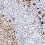 LRRC59 Antibody in Immunohistochemistry (Paraffin) (IHC (P))