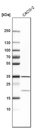 LRRC59 Antibody in Western Blot (WB)