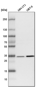 LRRC59 Antibody in Western Blot (WB)