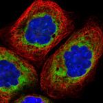 LRRC59 Polyclonal Antibody