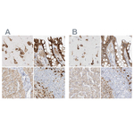 LRRC59 Antibody in Immunohistochemistry (Paraffin) (IHC (P))
