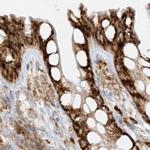 LRRC59 Antibody in Immunohistochemistry (Paraffin) (IHC (P))