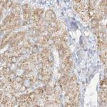 LRRC59 Antibody in Immunohistochemistry (Paraffin) (IHC (P))