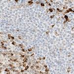 LRRC59 Antibody in Immunohistochemistry (Paraffin) (IHC (P))