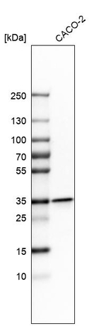 LRRC59 Antibody in Western Blot (WB)