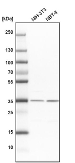 LRRC59 Antibody in Western Blot (WB)