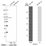 ADAM12 Antibody in Western Blot (WB)