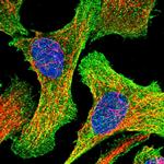 Golgi protein 58k Polyclonal Antibody