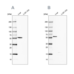 Golgi protein 58k Antibody in Western Blot (WB)