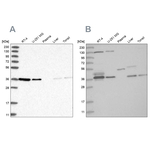 VTA1 Antibody in Western Blot (WB)