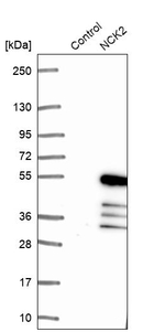 NCK2 Antibody in Western Blot (WB)