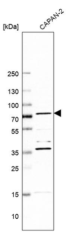 KAO Antibody in Western Blot (WB)