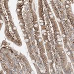 KAO Polyclonal Antibody