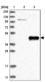 KAO Antibody in Western Blot (WB)