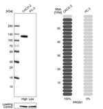 CD133 Antibody in Western Blot (WB)