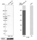 GPBB Antibody in Western Blot (WB)