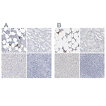 CD41 Polyclonal Antibody
