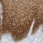 PGD Antibody in Immunohistochemistry (Paraffin) (IHC (P))