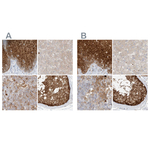 PGD Polyclonal Antibody