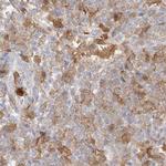 PGD Antibody in Immunohistochemistry (Paraffin) (IHC (P))