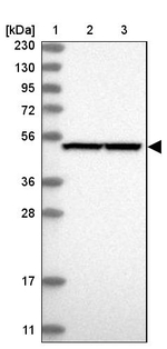 PGD Antibody in Western Blot (WB)