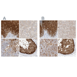 PGD Antibody in Immunohistochemistry (Paraffin) (IHC (P))