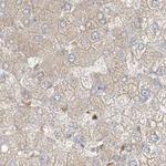 PGD Antibody in Immunohistochemistry (Paraffin) (IHC (P))