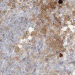 PGD Antibody in Immunohistochemistry (Paraffin) (IHC (P))