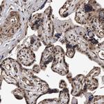 DUSP22 Antibody in Immunohistochemistry (Paraffin) (IHC (P))