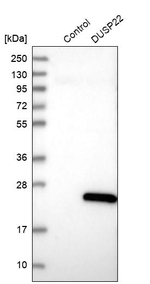 DUSP22 Antibody in Western Blot (WB)