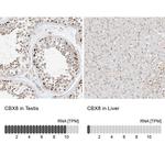 CBX8 Antibody