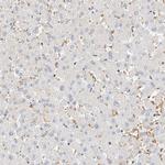 CBX8 Antibody in Immunohistochemistry (Paraffin) (IHC (P))