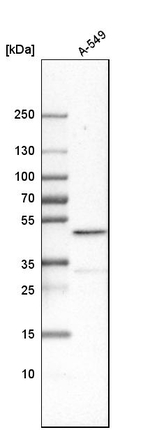 CBX8 Antibody in Western Blot (WB)