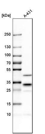 CAPZB Antibody in Western Blot (WB)