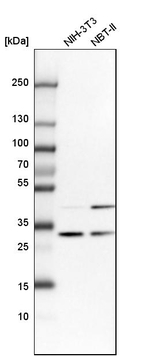 CAPZB Antibody in Western Blot (WB)