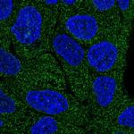 Lano Polyclonal Antibody