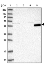 Lano Antibody in Western Blot (WB)