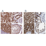 PECI Antibody in Immunohistochemistry (Paraffin) (IHC (P))