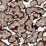 KYNU Antibody in Immunohistochemistry (Paraffin) (IHC (P))