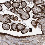 cGAS Antibody in Immunohistochemistry (Paraffin) (IHC (P))