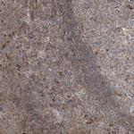 cGAS Antibody in Immunohistochemistry (Paraffin) (IHC (P))