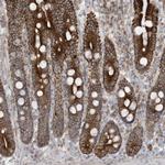 cGAS Antibody in Immunohistochemistry (Paraffin) (IHC (P))
