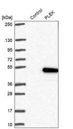 Pleckstrin Antibody in Western Blot (WB)