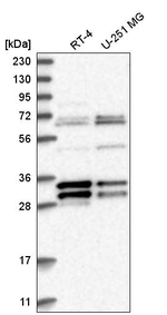 MORF4L2 Antibody in Western Blot (WB)