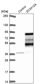 ZC3H12A Antibody in Western Blot (WB)