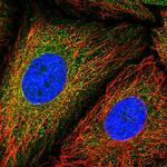 GANP Polyclonal Antibody