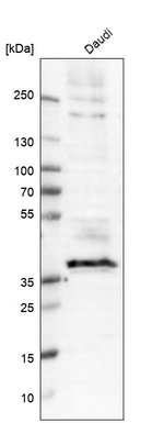 CD37 Antibody in Western Blot (WB)