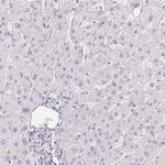 PPY Antibody in Immunohistochemistry (Paraffin) (IHC (P))